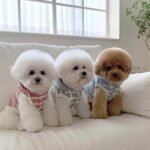 New Arrival Autumn Dog Hooded Vest with Colorful Stripes, Sleeveless Pet Apparel for Small & Medium Dogs and Cats - Image 4