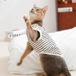 Spring & Summer Minimalist Style Breathable Polka Dot Cat Vest - Image 2