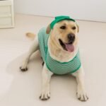 Spring & Summer Striped Lightweight Hooded Vest Set for Large Dog Breeds (Golden Retriever, Labrador Retriever) - Image 3