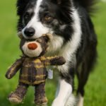 Squeaky Beggar Bear Plush Pet Toy, Durable Teething Chew Interactive Toy for Dogs & Cats