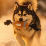 Double Cotton Rope Rugby Toy for Dogs