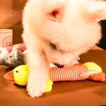 Squeaky Pig Plush Dog Toy, Interactive Teeth Cleaning Stress Relief Chew Toy - Image 2
